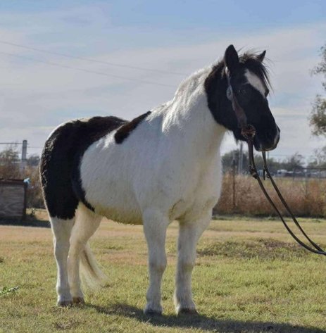 Image for Mize Horse Sale  SATURDAY NOVEMBER 16TH - Mize, Mississippi