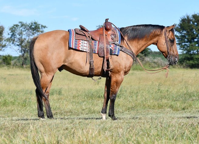 Image for Interstate Regional Stockyards Horse Sale - Cuba, Missouri WEDNESDAY November 20th