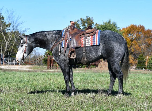 Image for Interstate Regional Stockyards Horse Sale - Cuba, Missouri WEDNESDAY November 20th