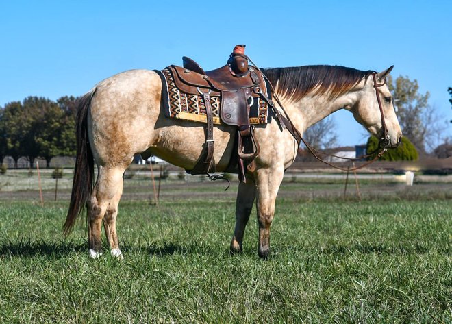 Image for Interstate Regional Stockyards Horse Sale - Cuba, Missouri WEDNESDAY November 20th
