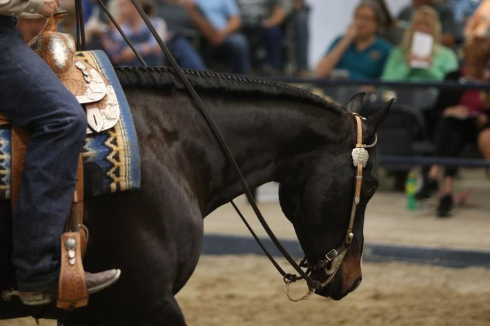 Image for Ocala Horse Sale January 4th - Ocala, Florida