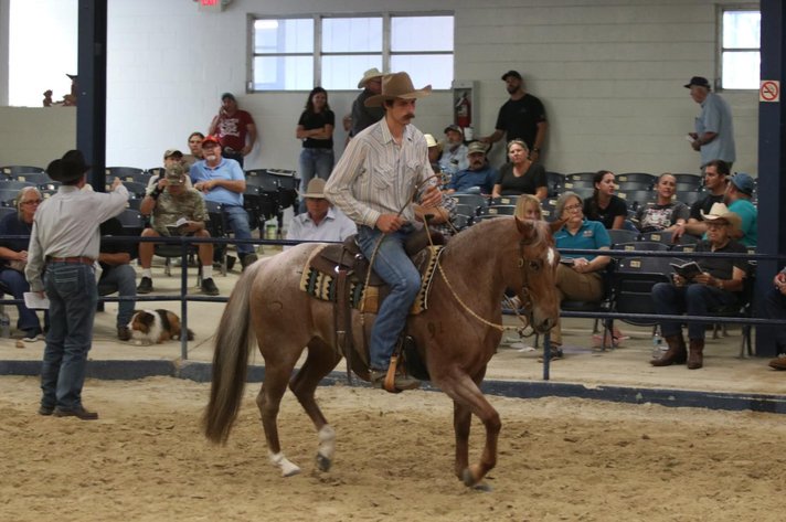 Image for Ocala Horse Sale January 4th - Ocala, Florida
