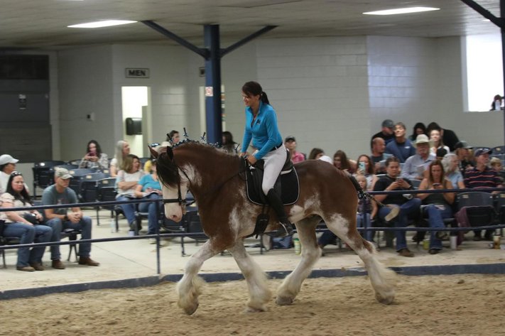 Image for Ocala Horse Sale January 4th - Ocala, Florida