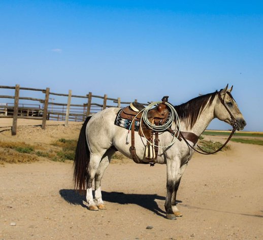 Image for Jones Livestock Auction MONTHLY HORSE & TACK SALE!   Saturday, December 14th!