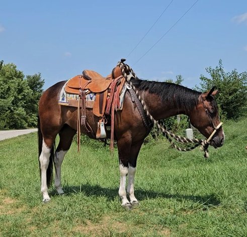 Image for Casino Classic NEW YEARS DAY All Breed Horse Sale - Oak Grove, Kentucky