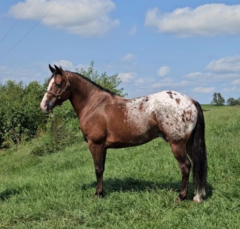 Image for Casino Classic NEW YEARS DAY All Breed Horse Sale - Oak Grove, Kentucky
