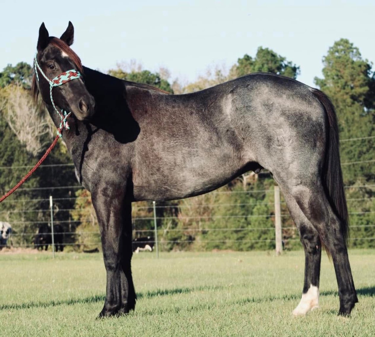 Image for Lufkin Texas Horse Sale 