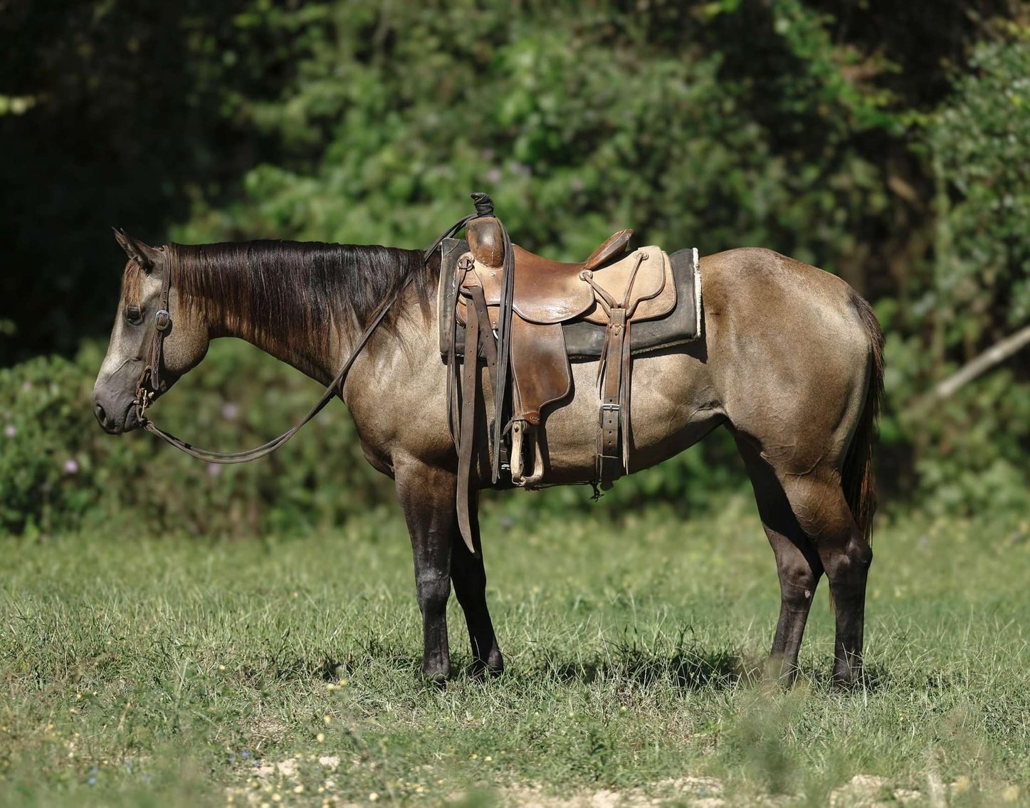 Image for Lufkin Texas Horse Sale 