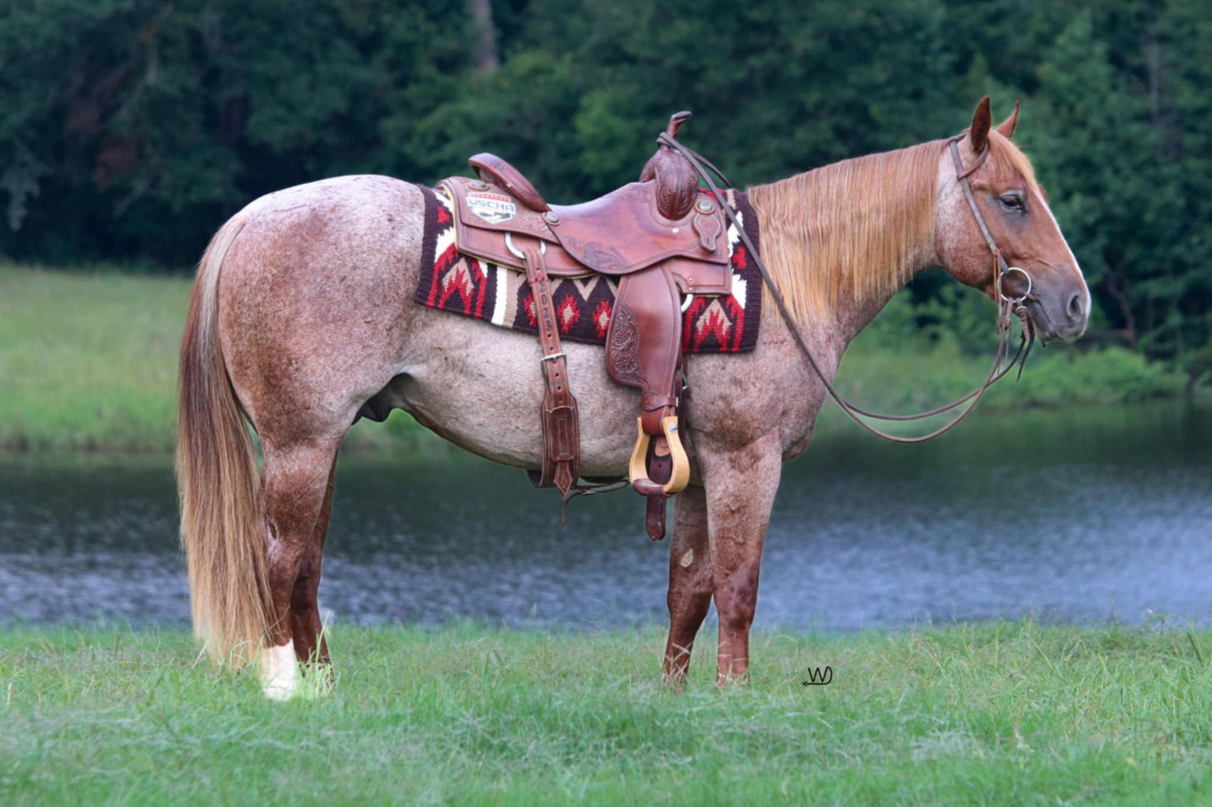 Image for Lufkin Texas Horse Sale 