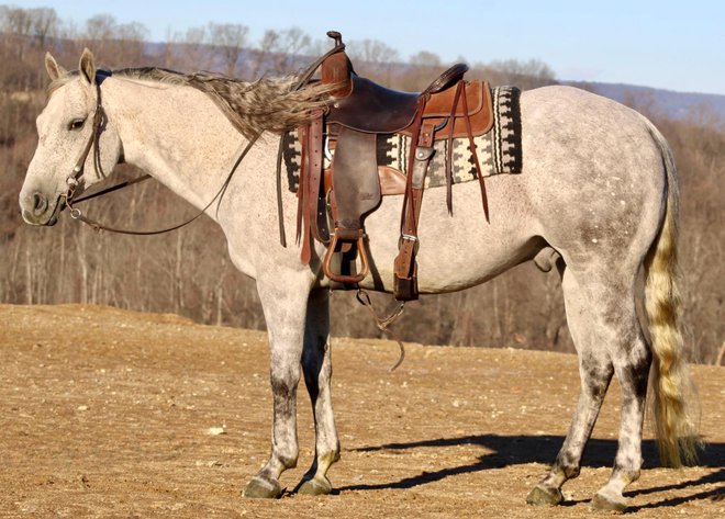 Image for Interstate Regional Stockyards Horse Sale - Cuba, Missouri WEDNESDAY December 18th