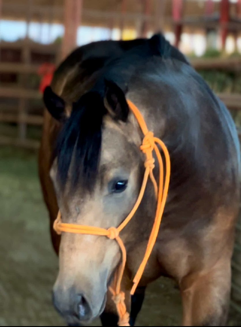 Image for Interstate Regional Stockyards Horse Sale - Cuba, Missouri WEDNESDAY December 18th