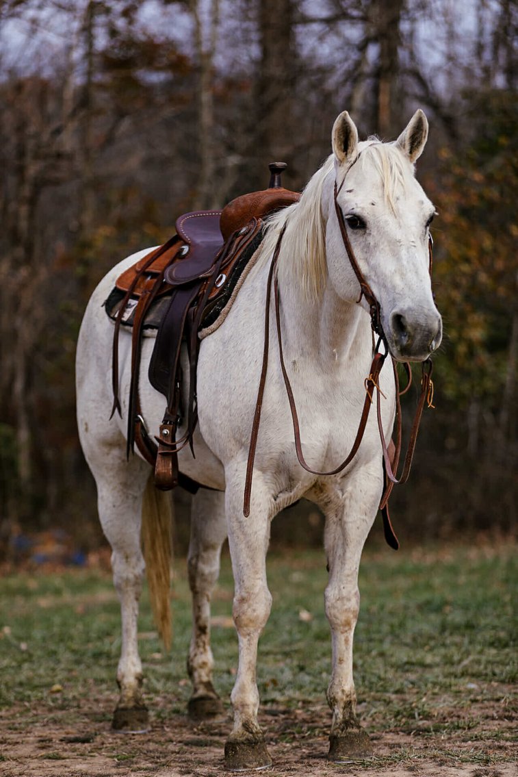 Image for Interstate Regional Stockyards Horse Sale - Cuba, Missouri WEDNESDAY December 18th