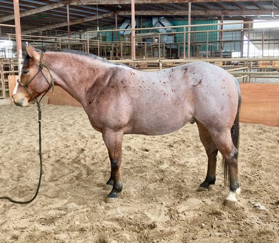 Image for Jones Livestock Auction MONTHLY HORSE & TACK SALE!   SATURDAY, JANUARY 11TH!