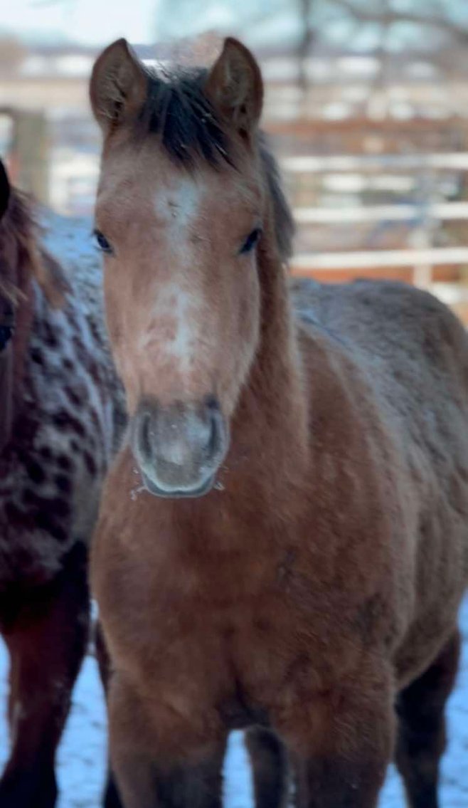 Image for Jones Livestock Auction MONTHLY HORSE & TACK SALE!   SATURDAY, JANUARY 11TH!