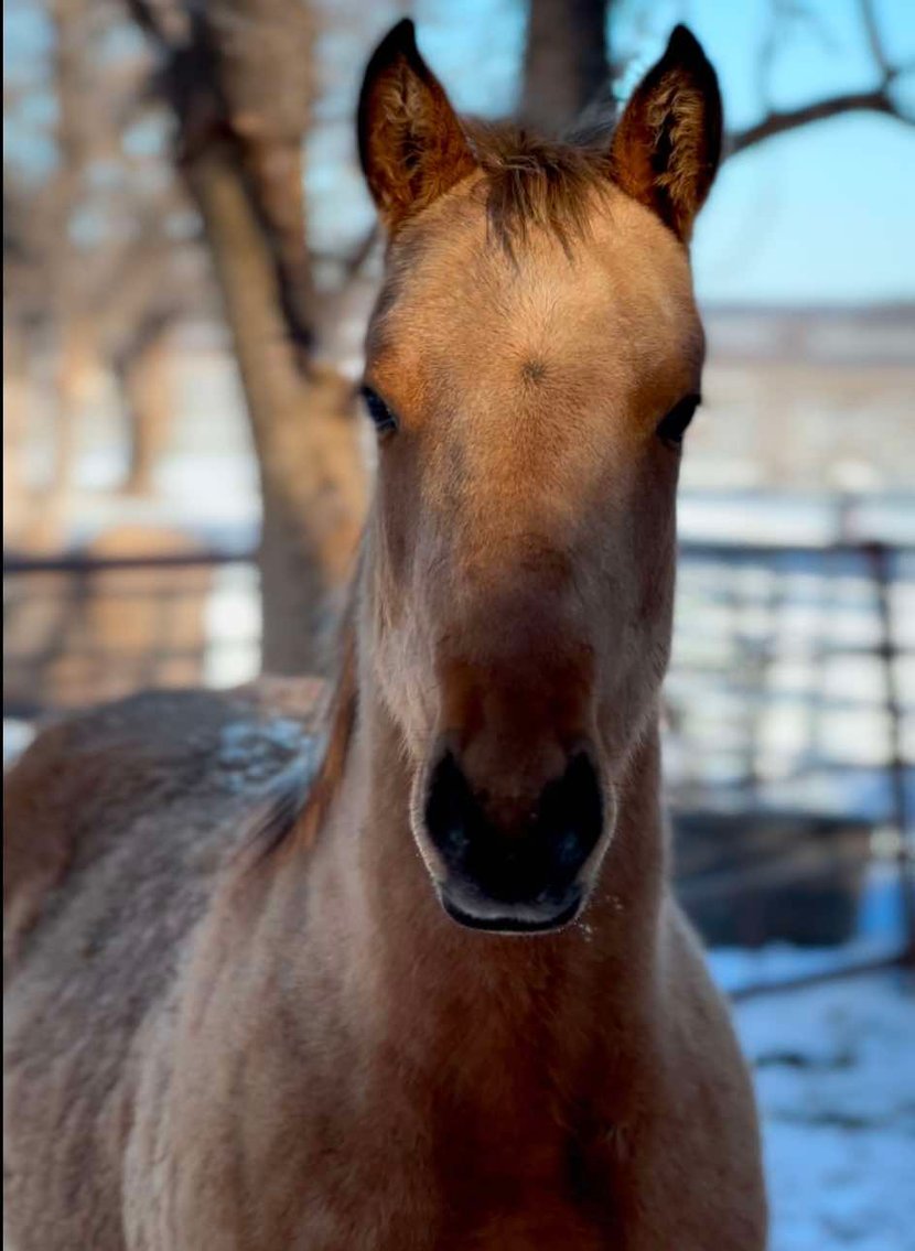 Image for Jones Livestock Auction MONTHLY HORSE & TACK SALE!   SATURDAY, JANUARY 11TH!