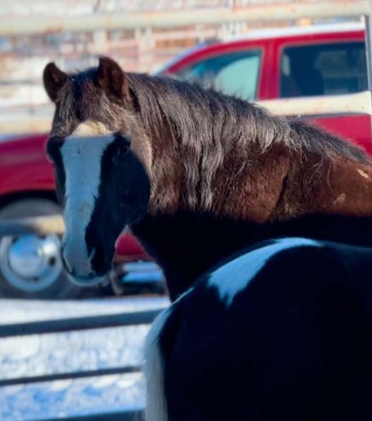 Image for Jones Livestock Auction MONTHLY HORSE & TACK SALE!   SATURDAY, JANUARY 11TH!
