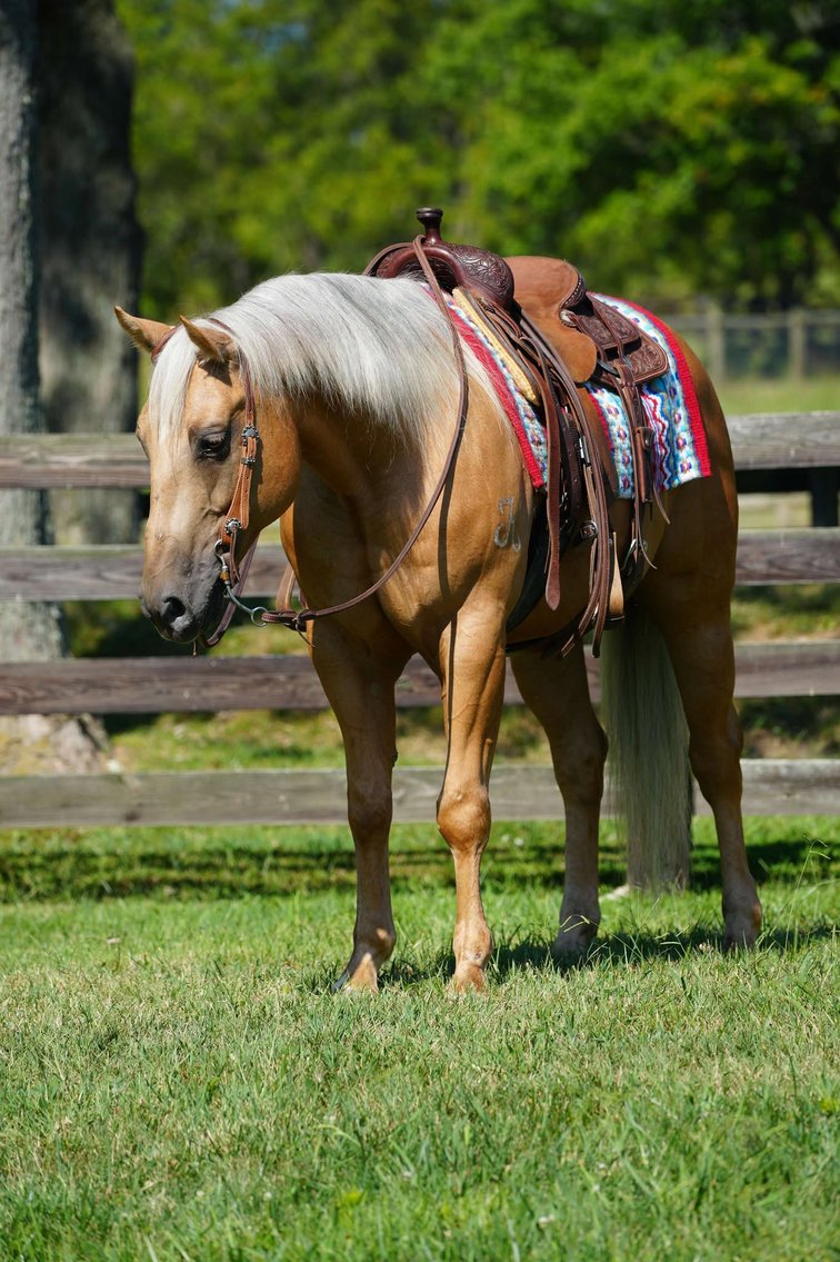 Image for Kingsville Livestock Auction Special Horse Sale - SATURDAY, JANUARY 25TH - Kingsville, MO