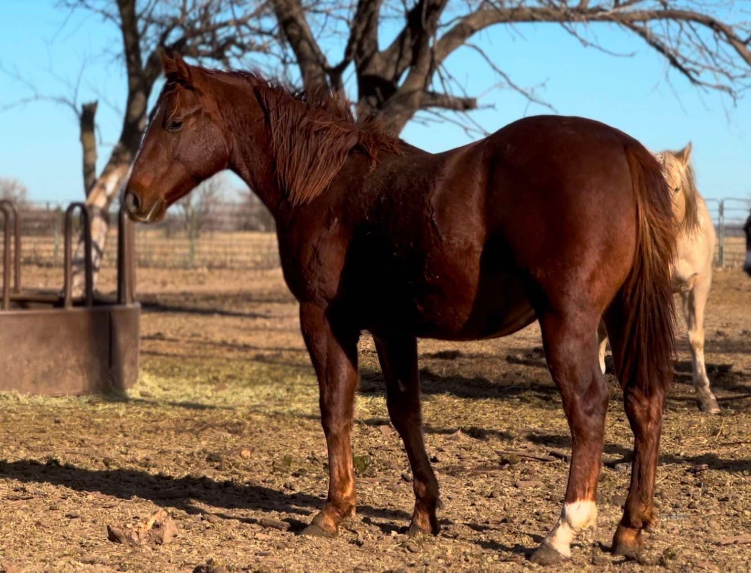 Image for Kingsville Livestock Auction Special Horse Sale - SATURDAY, JANUARY 25TH - Kingsville, MO
