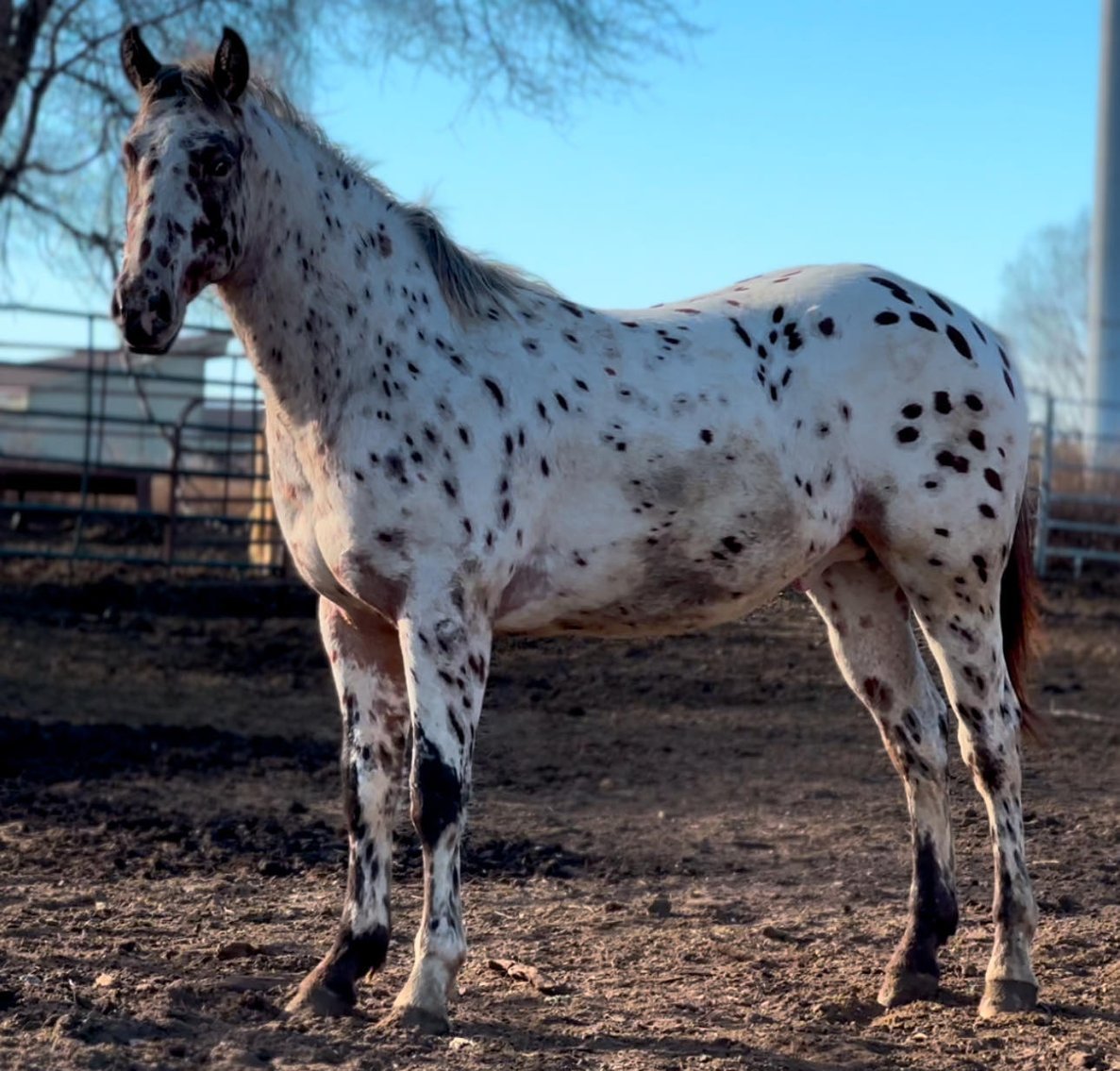 Image for Kingsville Livestock Auction Special Horse Sale - SATURDAY, JANUARY 25TH - Kingsville, MO