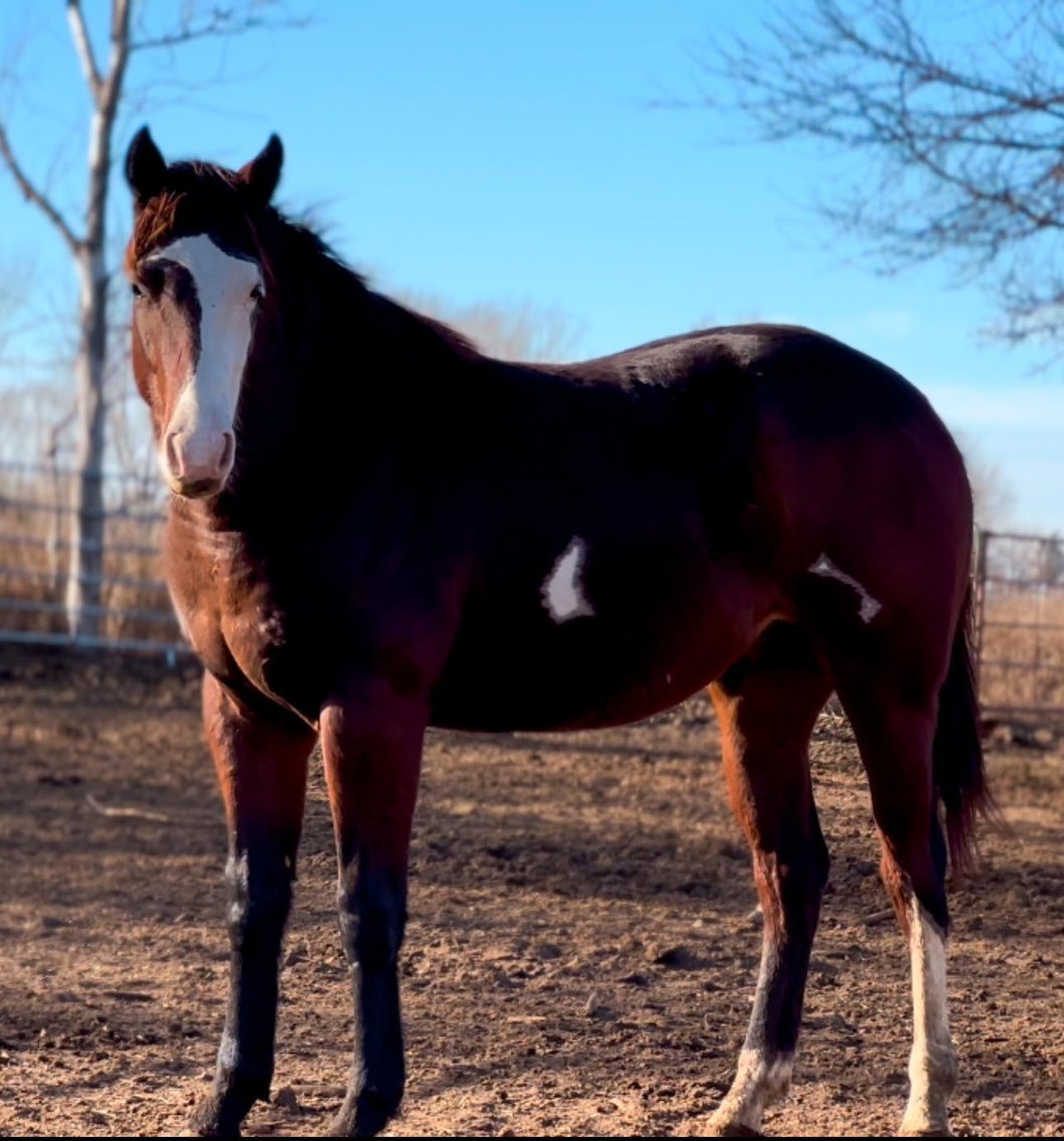 Image for Kingsville Livestock Auction Special Horse Sale - SATURDAY, JANUARY 25TH - Kingsville, MO