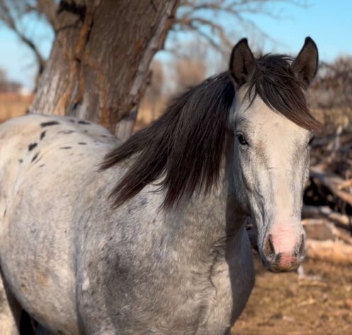 Image for Kingsville Livestock Auction Special Horse Sale - SATURDAY, JANUARY 25TH - Kingsville, MO