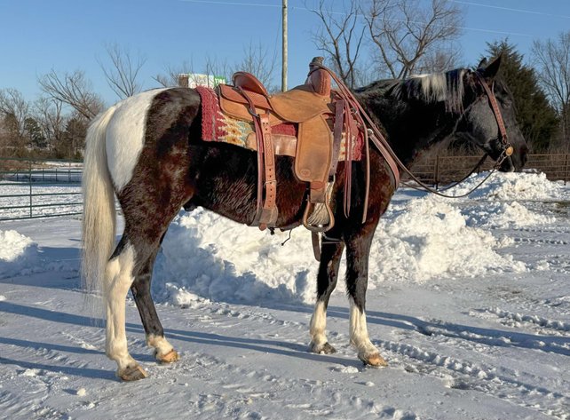Image for Mize Horse Sale  SATURDAY JANUARY 18TH - Mize, Mississippi