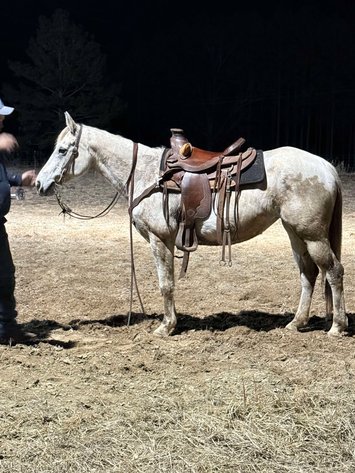 Image for Mize Horse Sale  SATURDAY JANUARY 18TH - Mize, Mississippi