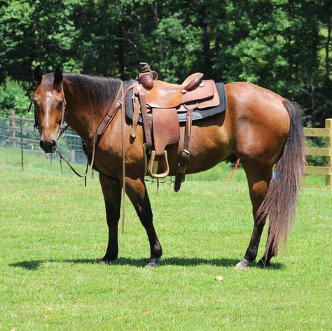 Image for Mize Horse Sale  SATURDAY JANUARY 18TH - Mize, Mississippi