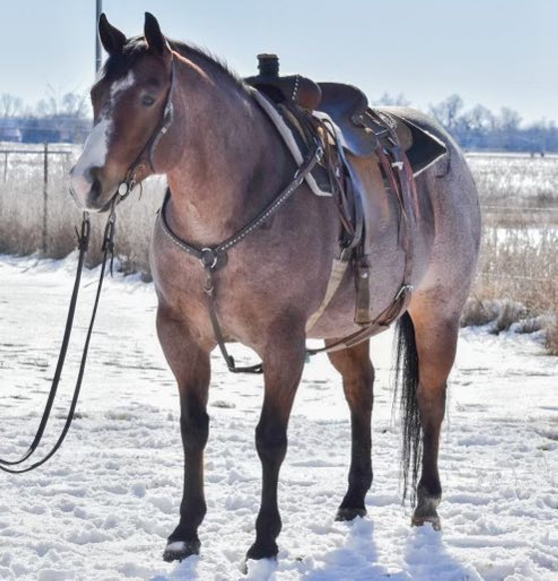 Image for Kingsville Livestock Auction Special Horse Sale - SATURDAY, JANUARY 25TH - Kingsville, MO
