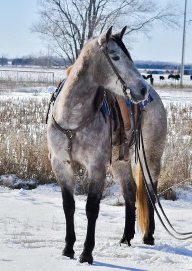 Image for Kingsville Livestock Auction Special Horse Sale - SATURDAY, JANUARY 25TH - Kingsville, MO