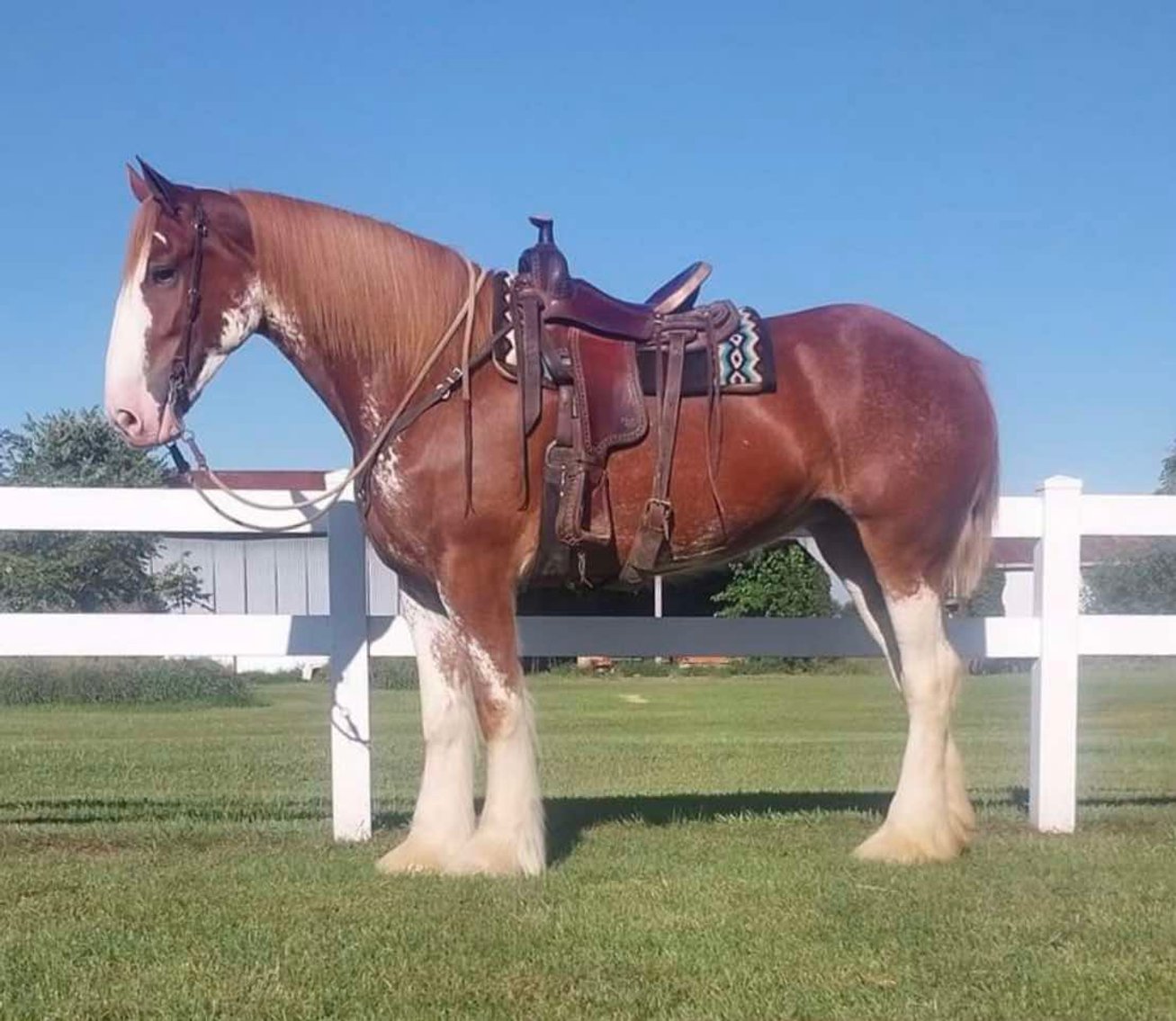 Image for Kingsville Livestock Auction Special Horse Sale - SATURDAY, JANUARY 25TH - Kingsville, MO