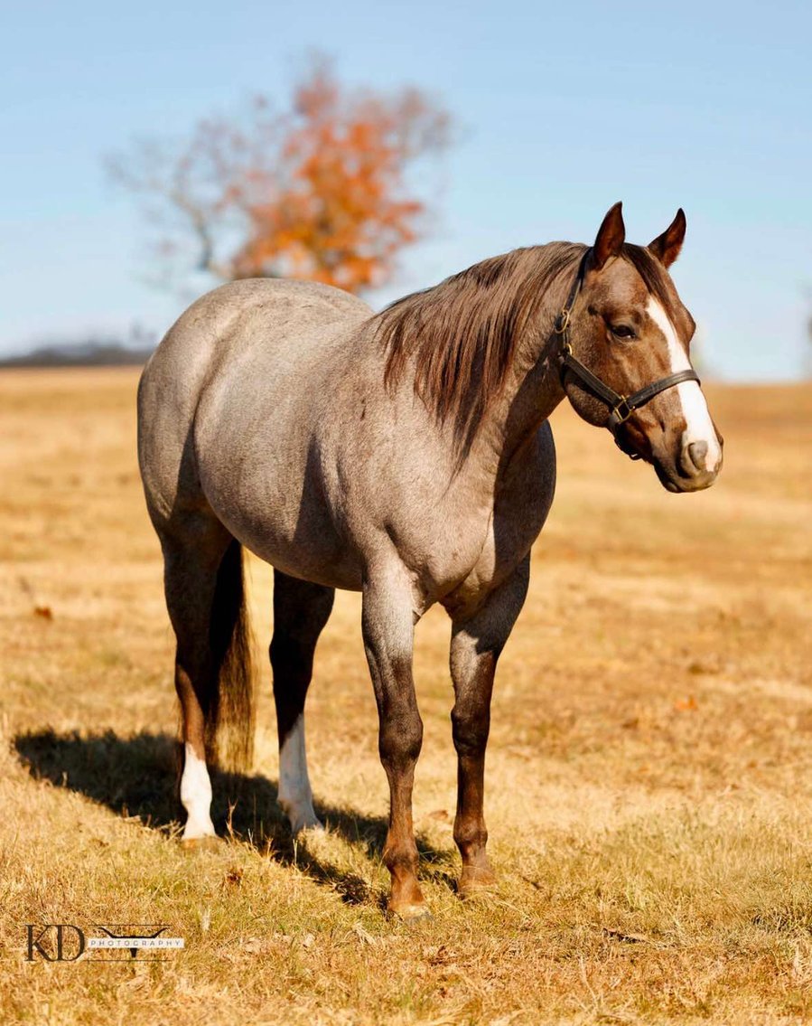 Image for Springfield Livestock Horse Sale FRIDAY JANUARY 31ST - Springfield, MO