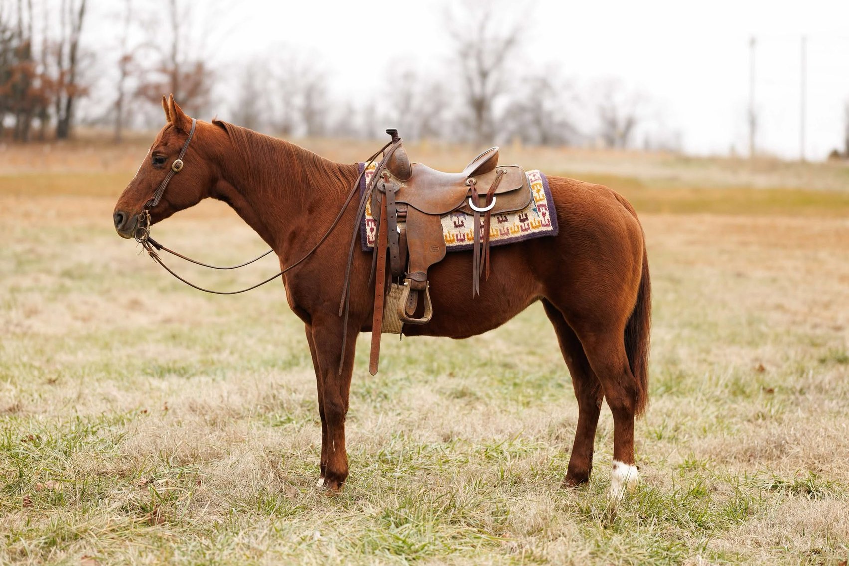 Image for Springfield Livestock Horse Sale FRIDAY JANUARY 31ST - Springfield, MO