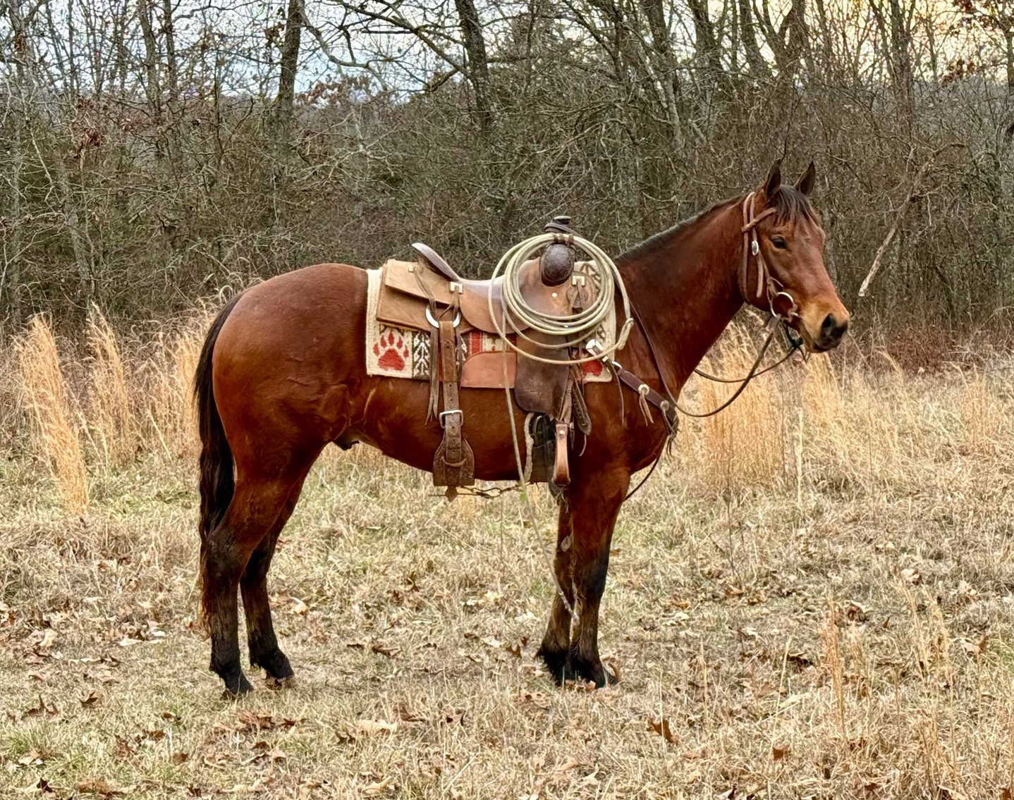 Image for Springfield Livestock Horse Sale FRIDAY JANUARY 31ST - Springfield, MO