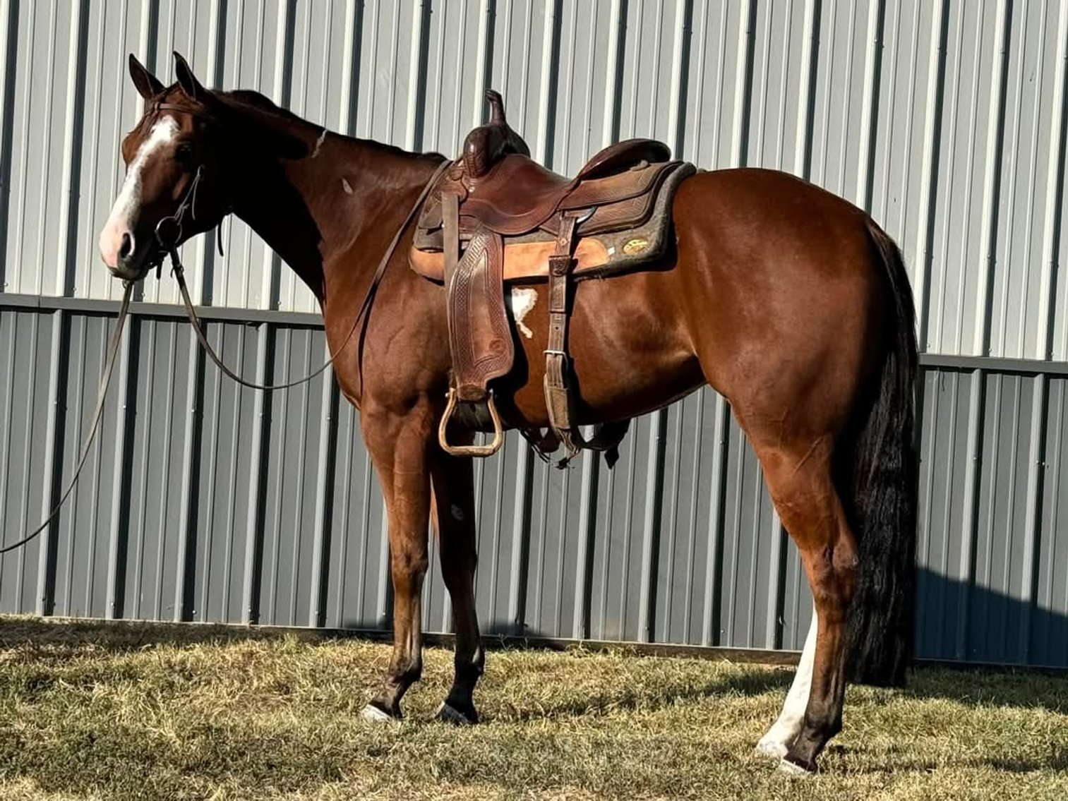 Image for Springfield Livestock Horse Sale FRIDAY JANUARY 31ST - Springfield, MO