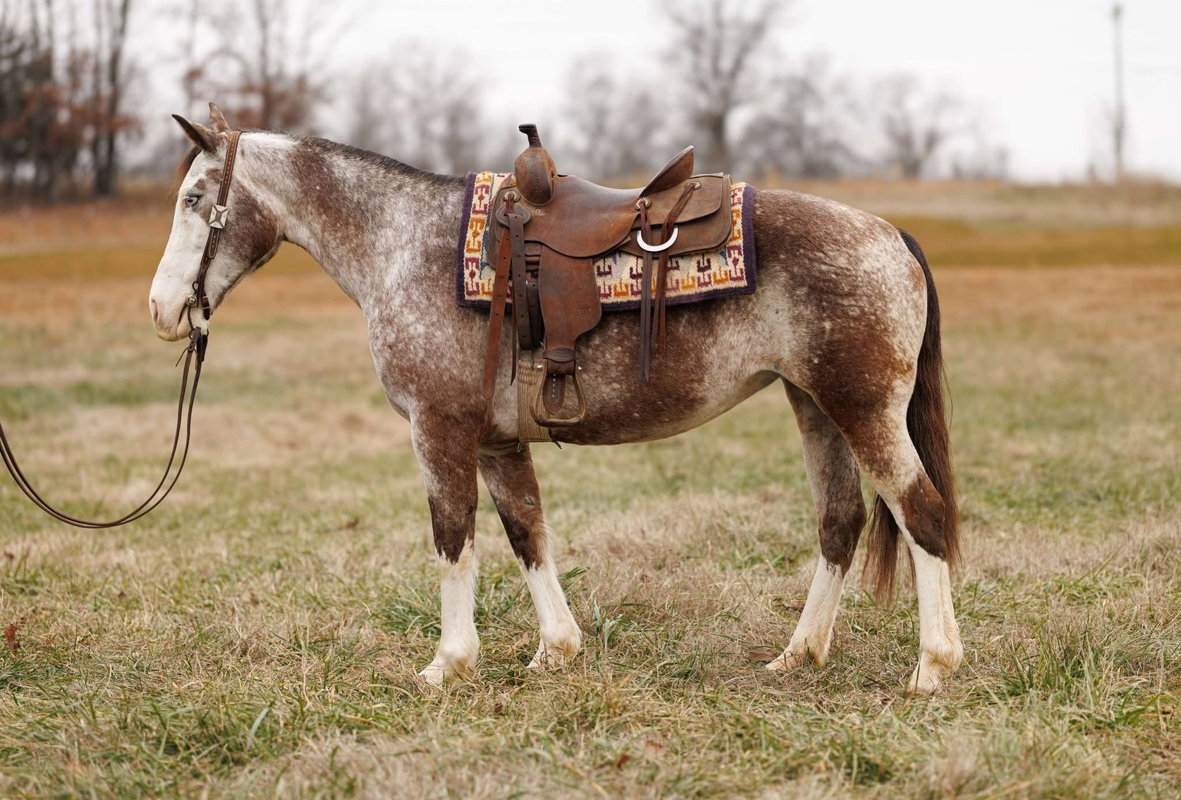 Image for Springfield Livestock Horse Sale FRIDAY JANUARY 31ST - Springfield, MO