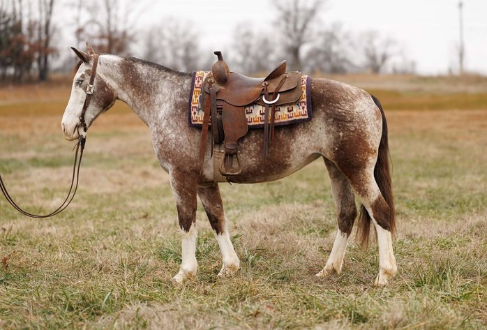 Image for Springfield Livestock Horse Sale FRIDAY JANUARY 31ST - Springfield, MO
