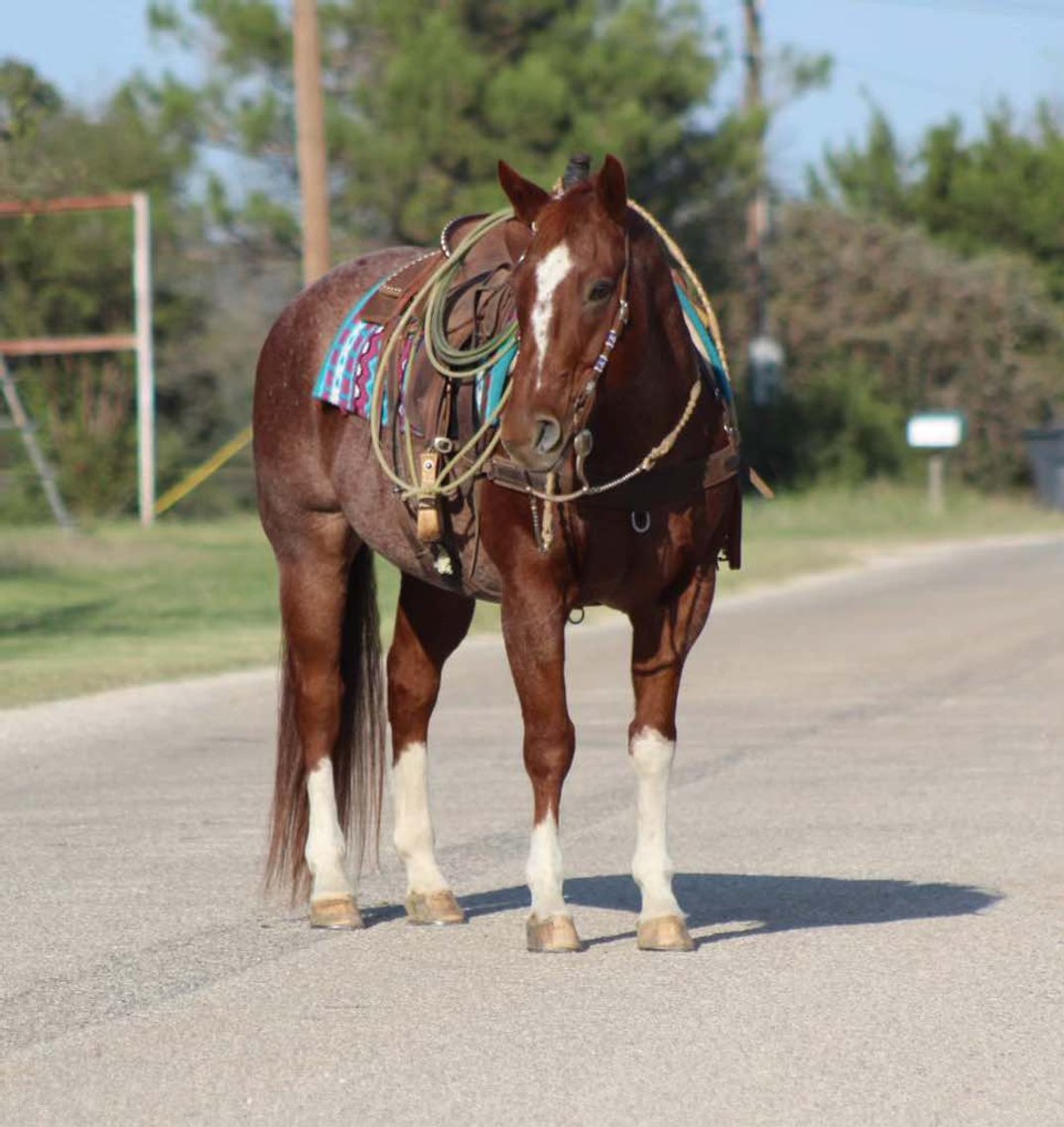 Image for Springfield Livestock Horse Sale FRIDAY JANUARY 31ST - Springfield, MO