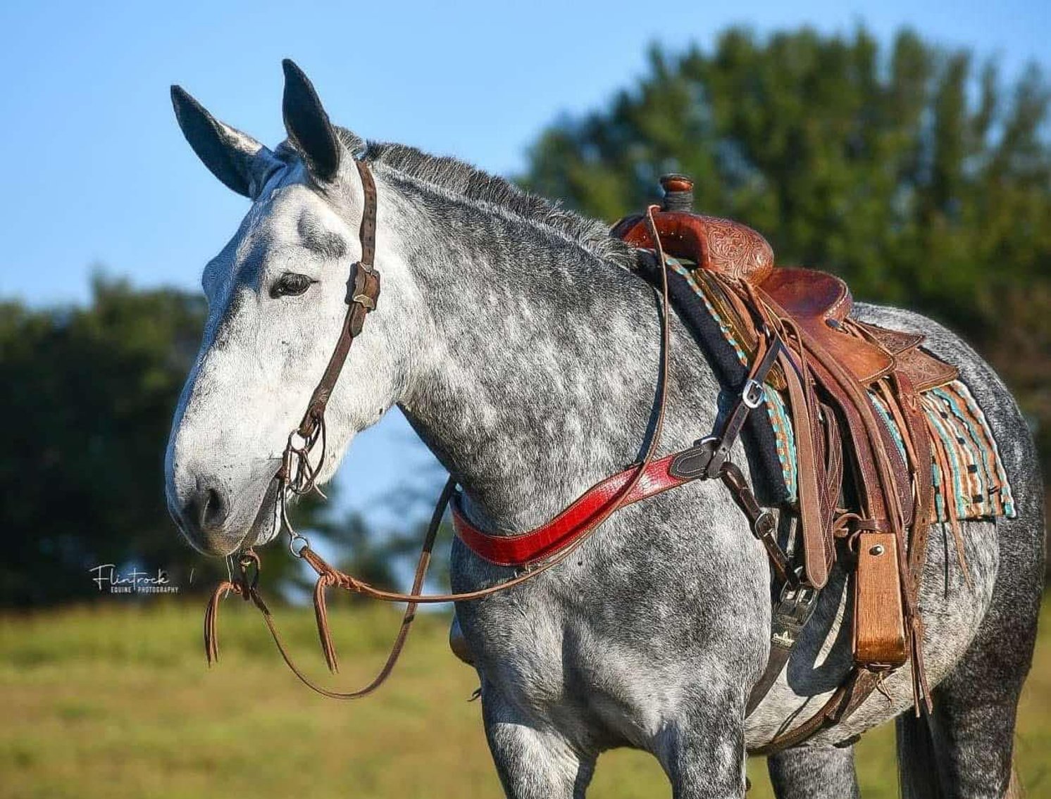 Image for DATE CHANGE Interstate Regional Stockyards TWO DAY FEBRUARY SPECIAL - DAY 2 - THURSDAY FEBRUARY 20TH
