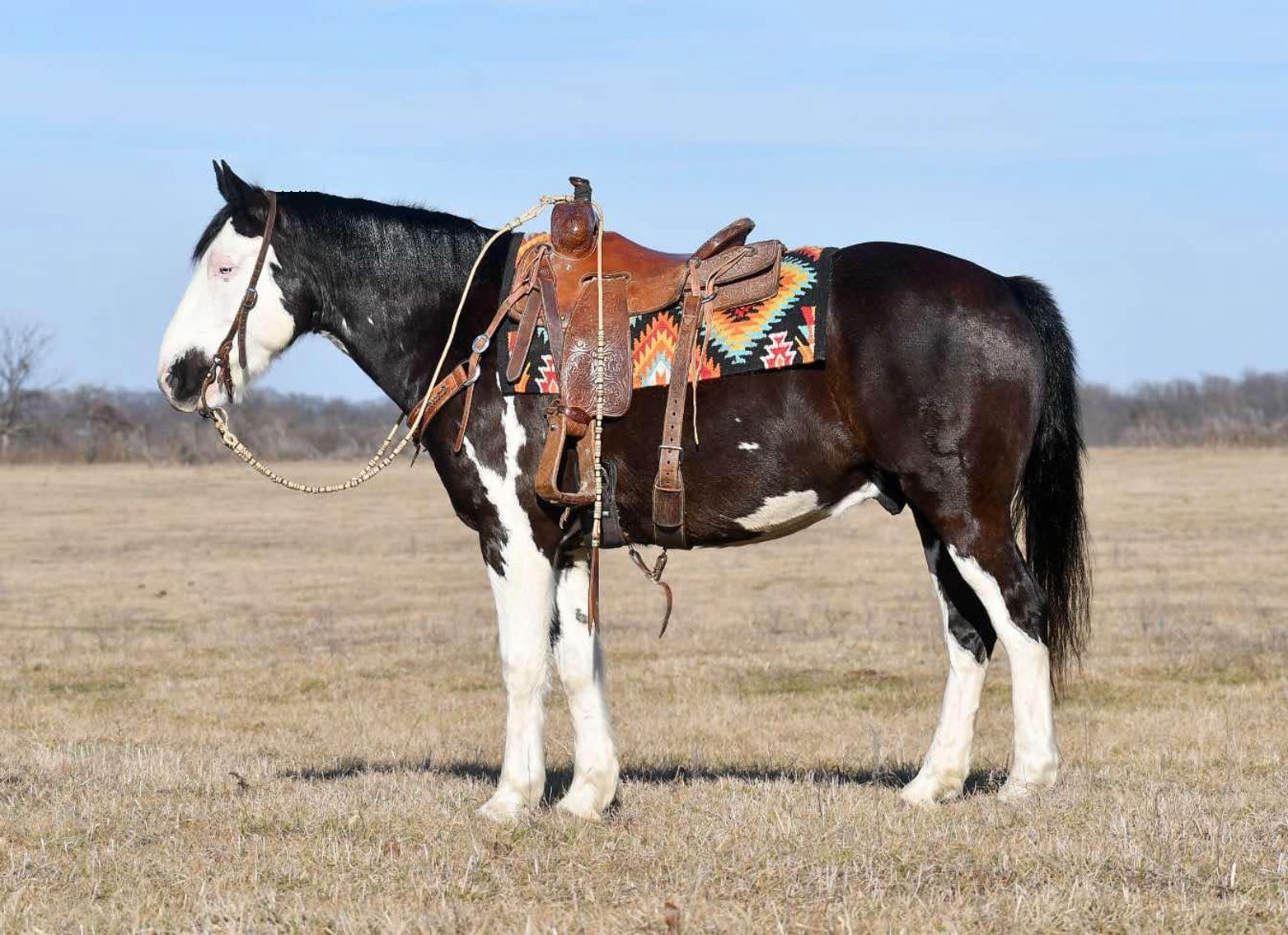 Image for DATE CHANGE Interstate Regional Stockyards TWO DAY FEBRUARY SPECIAL - DAY 2 - THURSDAY FEBRUARY 20TH