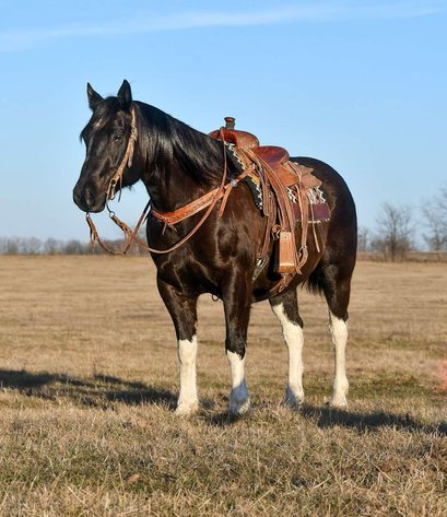 Image for DATE CHANGE Interstate Regional Stockyards TWO DAY FEBRUARY SPECIAL - DAY 1 - WEDNESDAY FEBRUARY 26TH