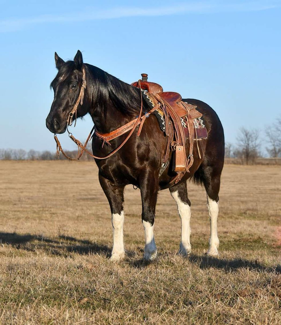 Image for DATE CHANGE Interstate Regional Stockyards TWO DAY FEBRUARY SPECIAL - DAY 1 - WEDNESDAY FEBRUARY 26TH