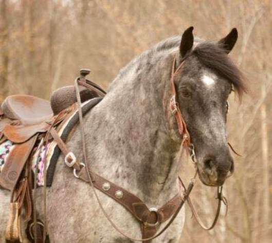 Image for NPEC Mount Up Spring Sale - New Paris, Indiana - SALE DAY SATURDAY, APRIL 5TH