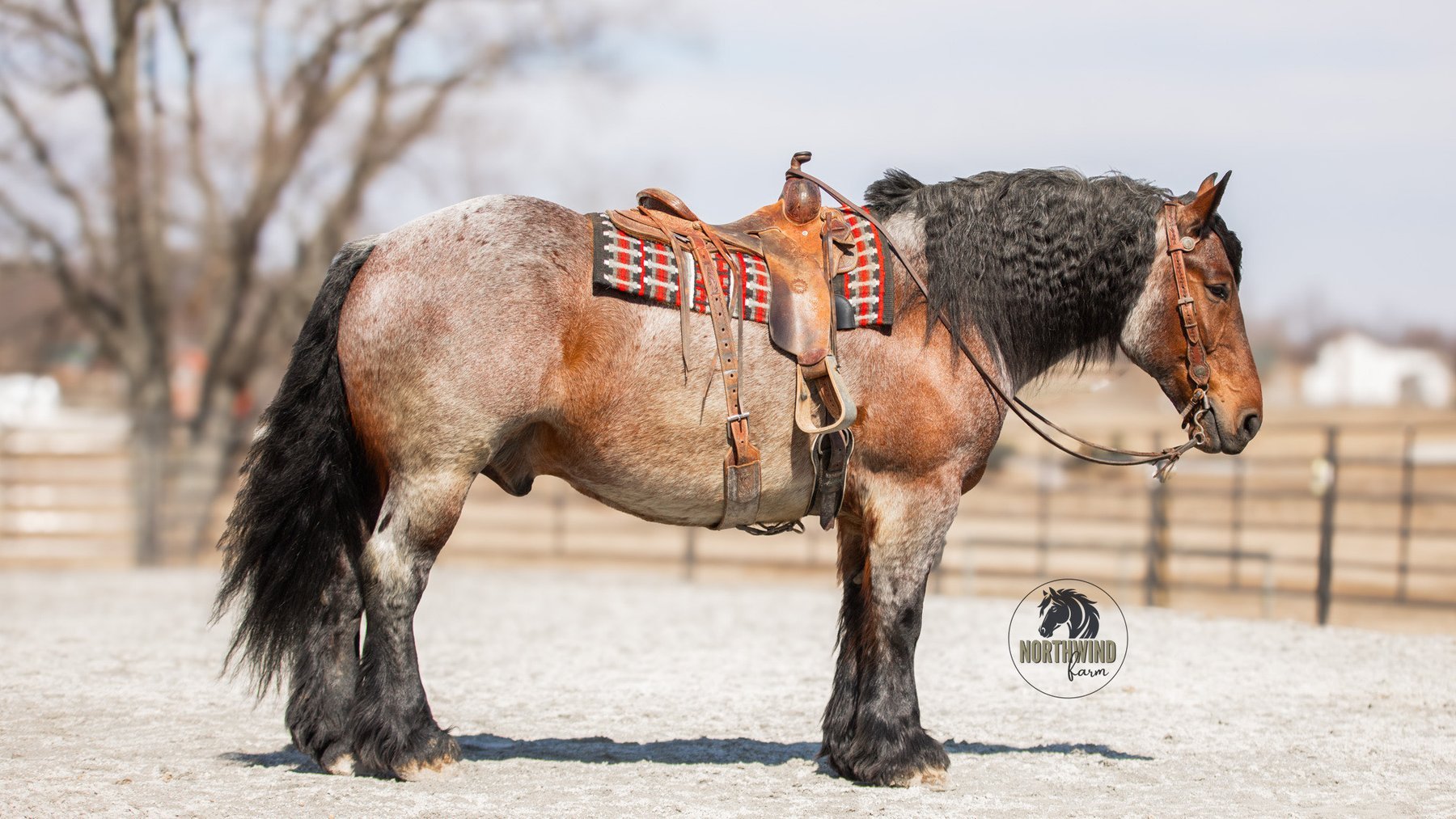 Image for NPEC Mount Up Spring Sale - New Paris, Indiana - SALE DAY SATURDAY, APRIL 5TH