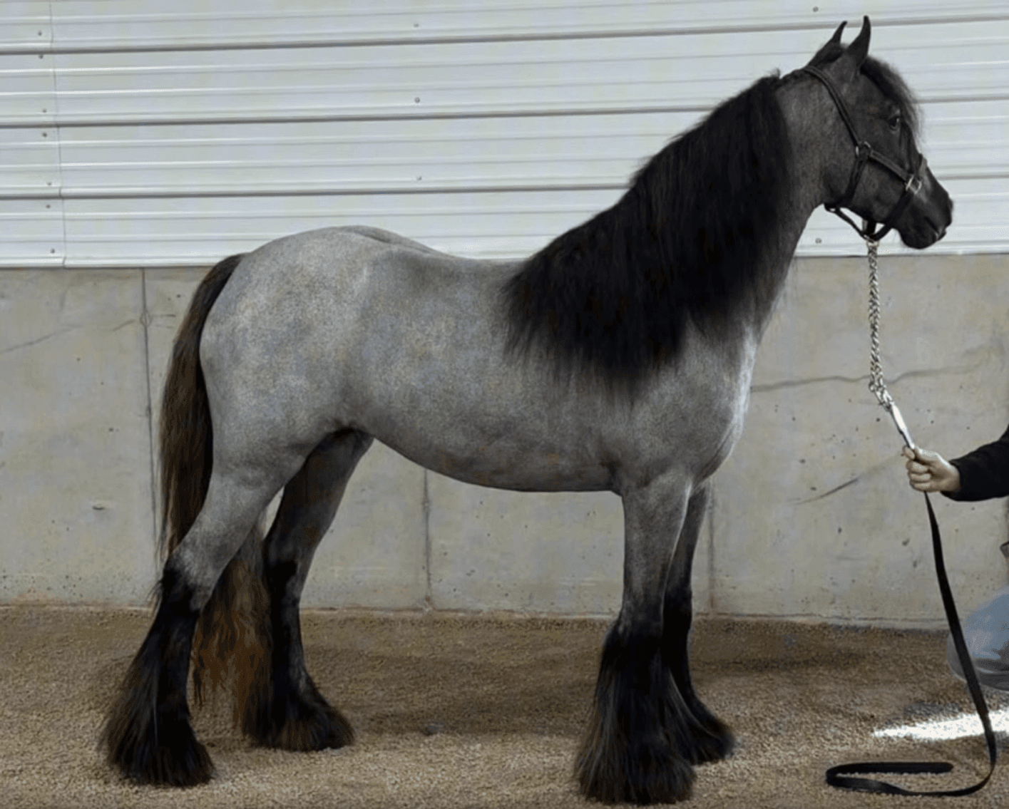 Image for NPEC Mount Up Spring Sale - New Paris, Indiana - SALE DAY SATURDAY, APRIL 5TH