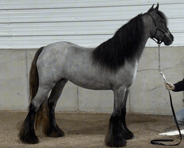 Image for NPEC Mount Up Spring Sale - New Paris, Indiana - SALE DAY SATURDAY, APRIL 5TH