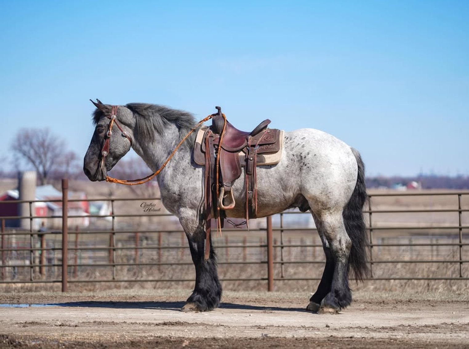 Image for NPEC Mount Up Spring Sale - New Paris, Indiana - SALE DAY SATURDAY, APRIL 5TH