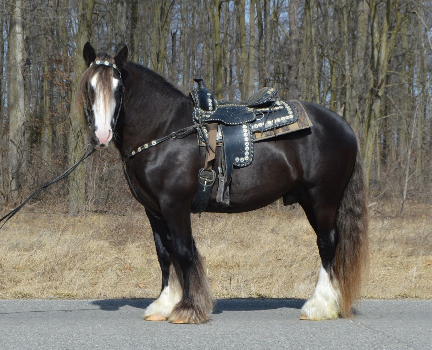 Image for NPEC Mount Up Spring Sale - New Paris, Indiana - SALE DAY SATURDAY, APRIL 5TH