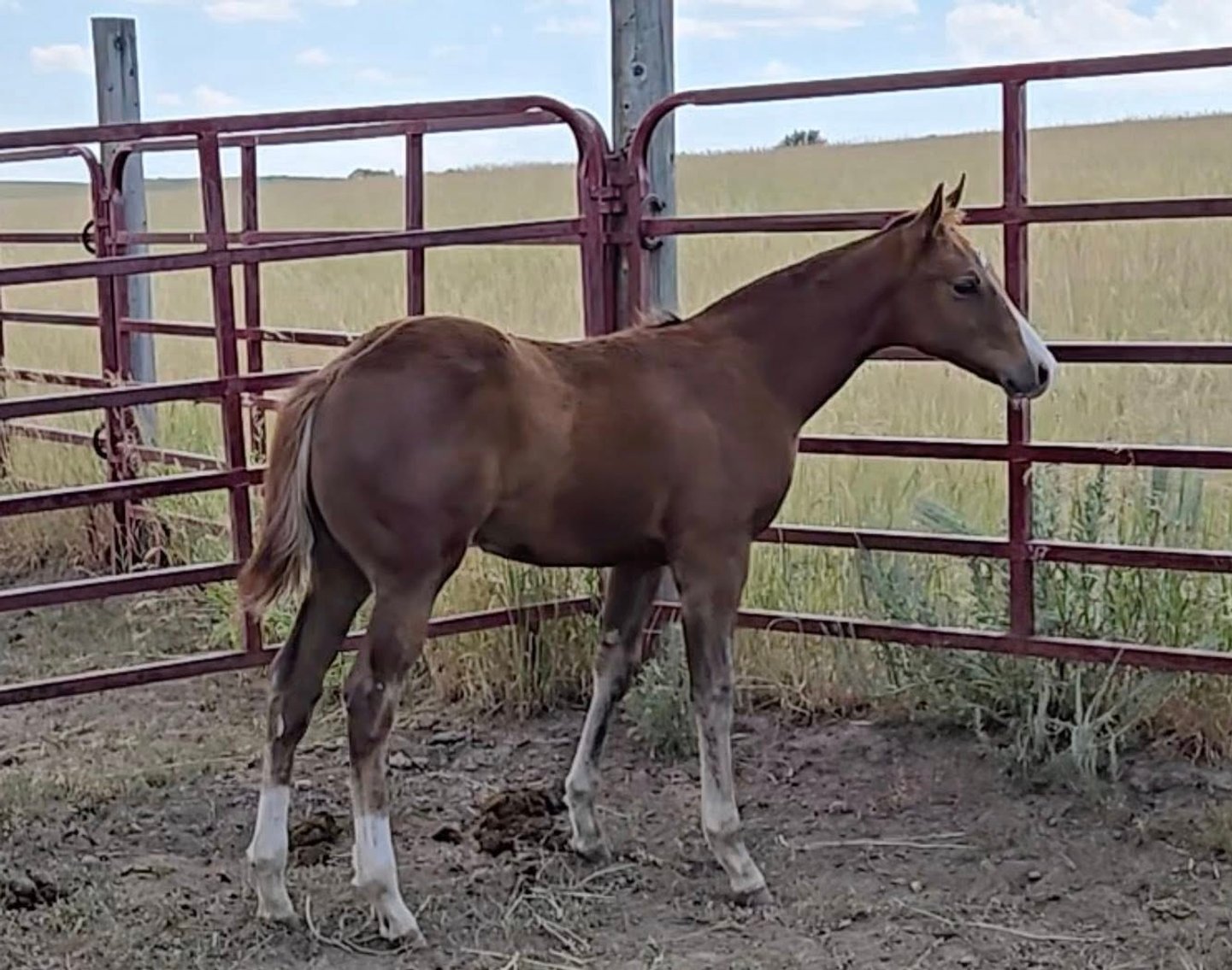 Image for Corbridge Quarter Horses Annual Production Sale - ONLINE ONLY!!!  Runs August 24th through August 31st!