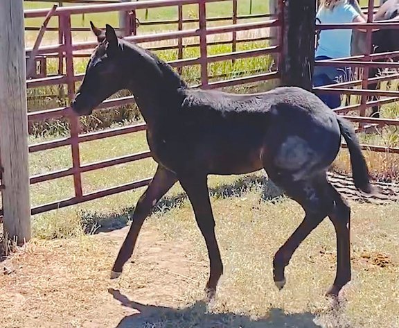 Image for Corbridge Quarter Horses Annual Production Sale - ONLINE ONLY!!!  Runs August 24th through August 31st!